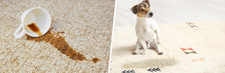 Pet Odor & Stain Removal Service